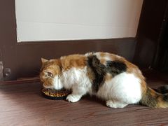 -猫岛主趣味餐厅(鼓浪屿店)