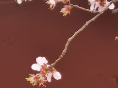 -桃花堤公园
