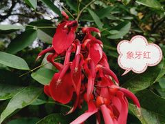 -中国科学院西双版纳热带植物园