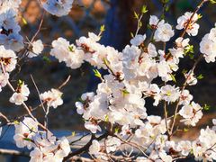 -北京西山国家森林公园