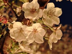 -西北湖绿化广场