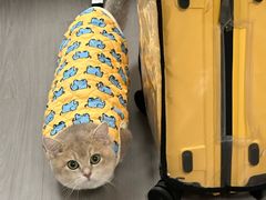 -伟伟宠物医院·瑞派猫友好医院·猫科(光谷店)