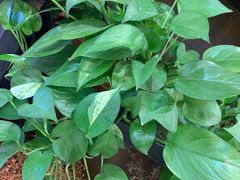 -蜀香三绝·牛蛙·烤鱼·天府炒鸡(安丘泰华店)