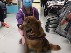 -北京观赏动物医院·24小时大型综合·猫专科·异宠专科