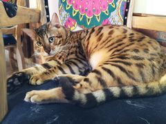 -more than meow吴止猫主题餐厅(承德 中船汇店)