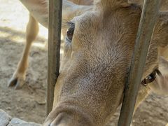 -石家庄市动物园