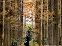 -黄海国家森林公园