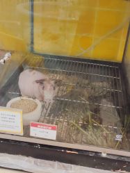 -神奇动物撸宠馆·羊驼·小浣熊·异宠(豫园店)