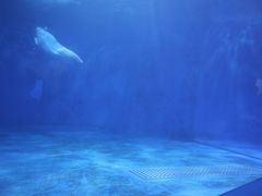 -多彩贵州城极地海洋世界