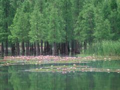 -白鹭湾湿地公园