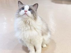 -藏猫猫咖啡主题馆(中央大道店)