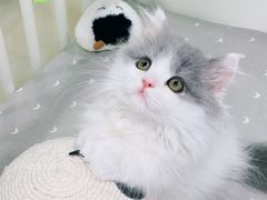 -70cat德文卷毛猫·缅因猫纯种猫舍