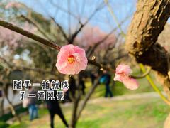 -无锡梅园公园