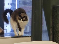 -怪兽屋·羊驼·猫咖·狗咖(俊华广场店)