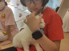 -猫域·湾主题猫咖·宠物吧(南坪城市广场店)