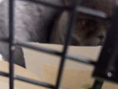 -艾贝尔宠物医院·狂犬免疫点(江山金象城店)