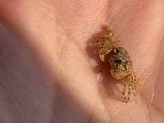 -日照海滨国家森林公园
