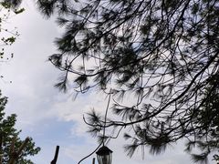 -铁山坪森林公园