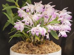 -北京植物园-展览温室