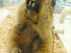 -怪兽屋·羊驼·猫咖·狗咖(俊华广场店)