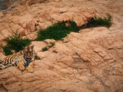 -西霞口神雕山野生动物世界