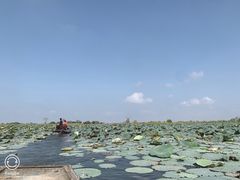 -洪湖生态旅游区