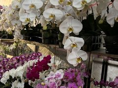 -龙大花卉苗木市场