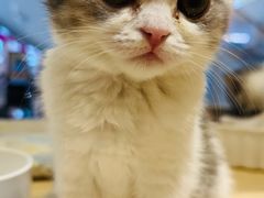 -屋虎猫馆(宝安大仟里店)