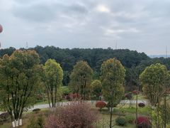 -铁山坪森林公园