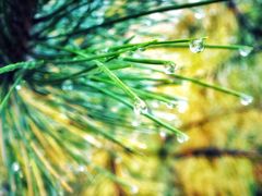 -叠溪松坪沟景区