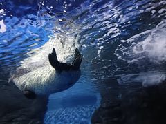 -上海海洋水族馆