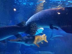 -烟台海昌鲸鲨海洋公园