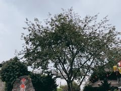 -泸州老窖景区