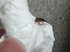 -福合埕牛口福·牛肉火锅·牛肉丸