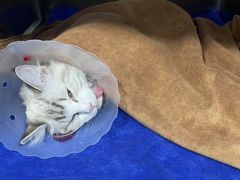 -佑安动物医院·全科·内窥镜中心(幸福巷店)