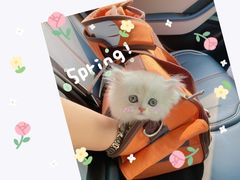 -屋虎猫馆(宝安大仟里店)