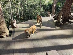 -普洱太阳河森林公园