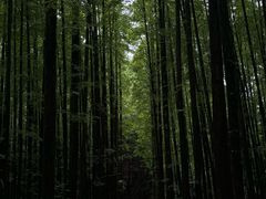 -山王坪喀斯特国家生态公园