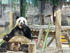 -栾川竹海野生动物园