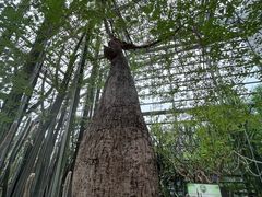 -南山植物园