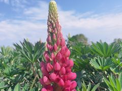 -径山花海
