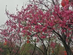 -映月湖公园