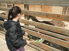 -圣露庄园·露营·烤肉·亲子