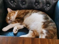 -咖法森林·咖啡  酒吧(天河店)