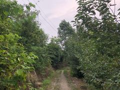 -桤木河湿地公园