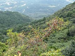 -北京西山国家森林公园