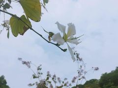 -火炉山森林公园