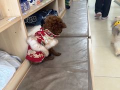 -宠福鑫康馨动物医院·骨科·眼科