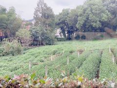 -野蔓果·山野菜(西湖景区·龙井茶田店)