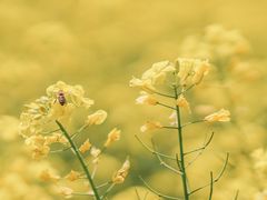 -西湖风景区-江洋畈生态公园